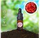 Essential Oil of Geranium