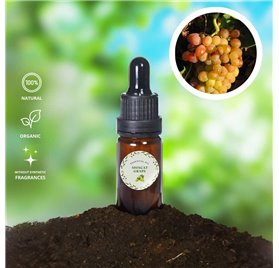 Huile Essentielle de Raisin Muscat