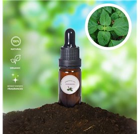 Essential Oil of Patchouli