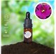 Essential Oil of Violet