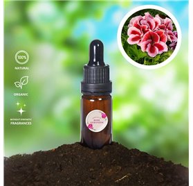 Essential Oil of Rose Geranium 23337